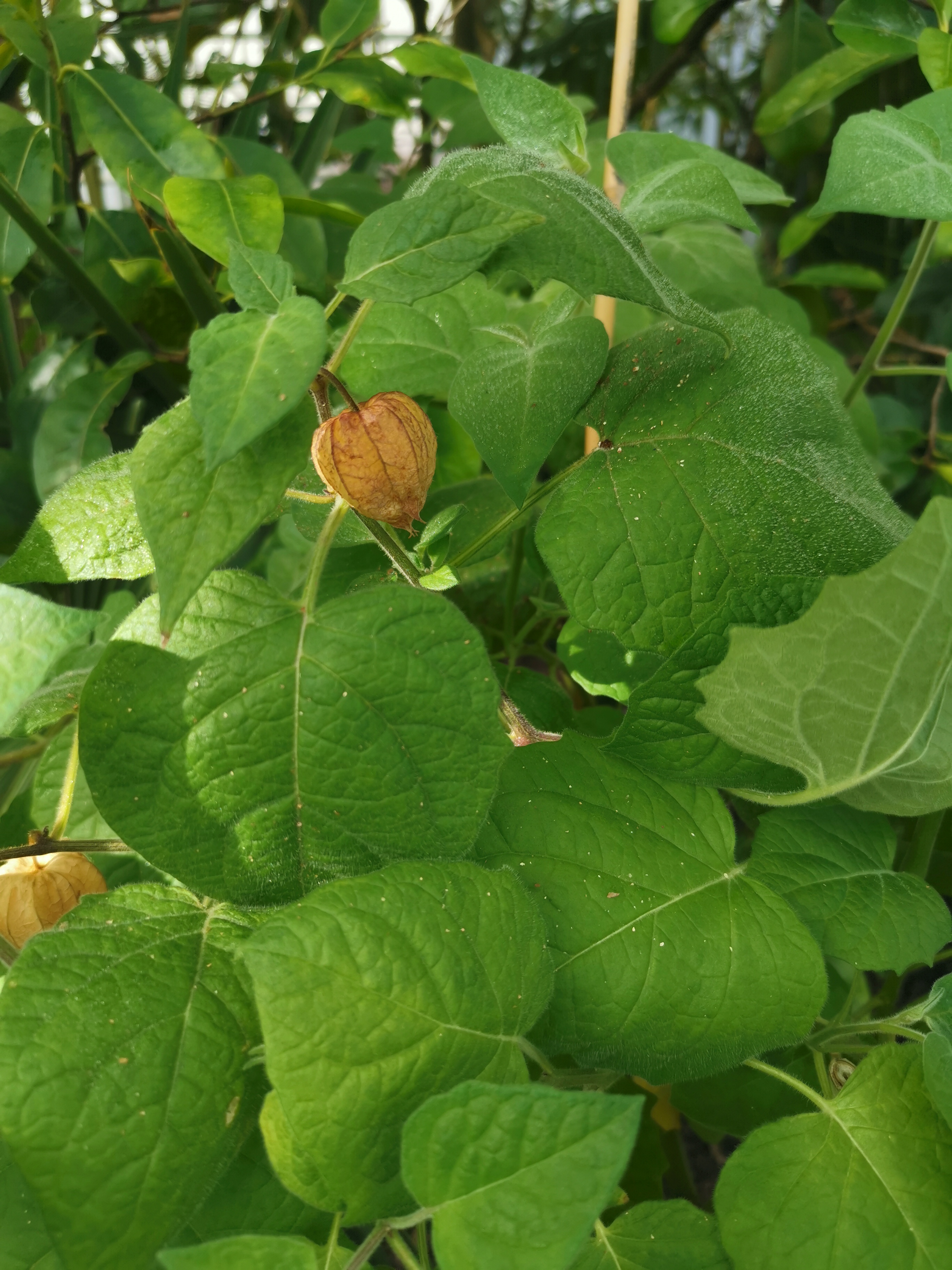 physalis peruviana detail