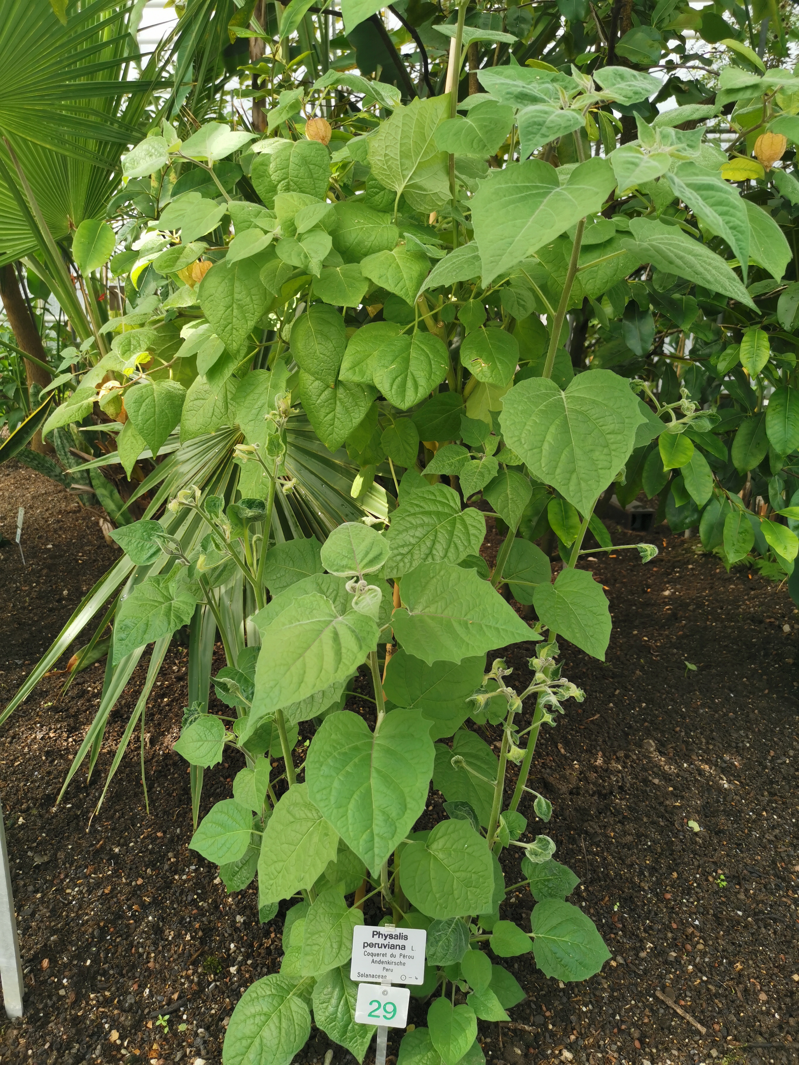 physalis peruviana general