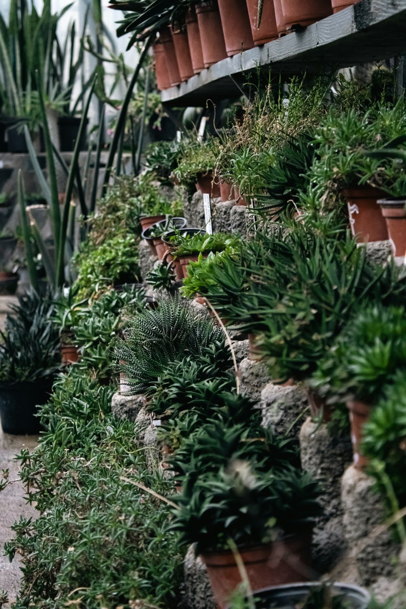 Tiered greenhouse shelves densely packed with labelled potted succulents in a botanical garden