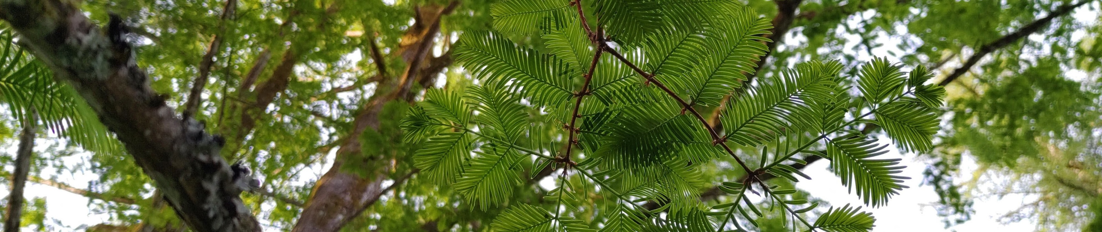 Botanical garden canopy
