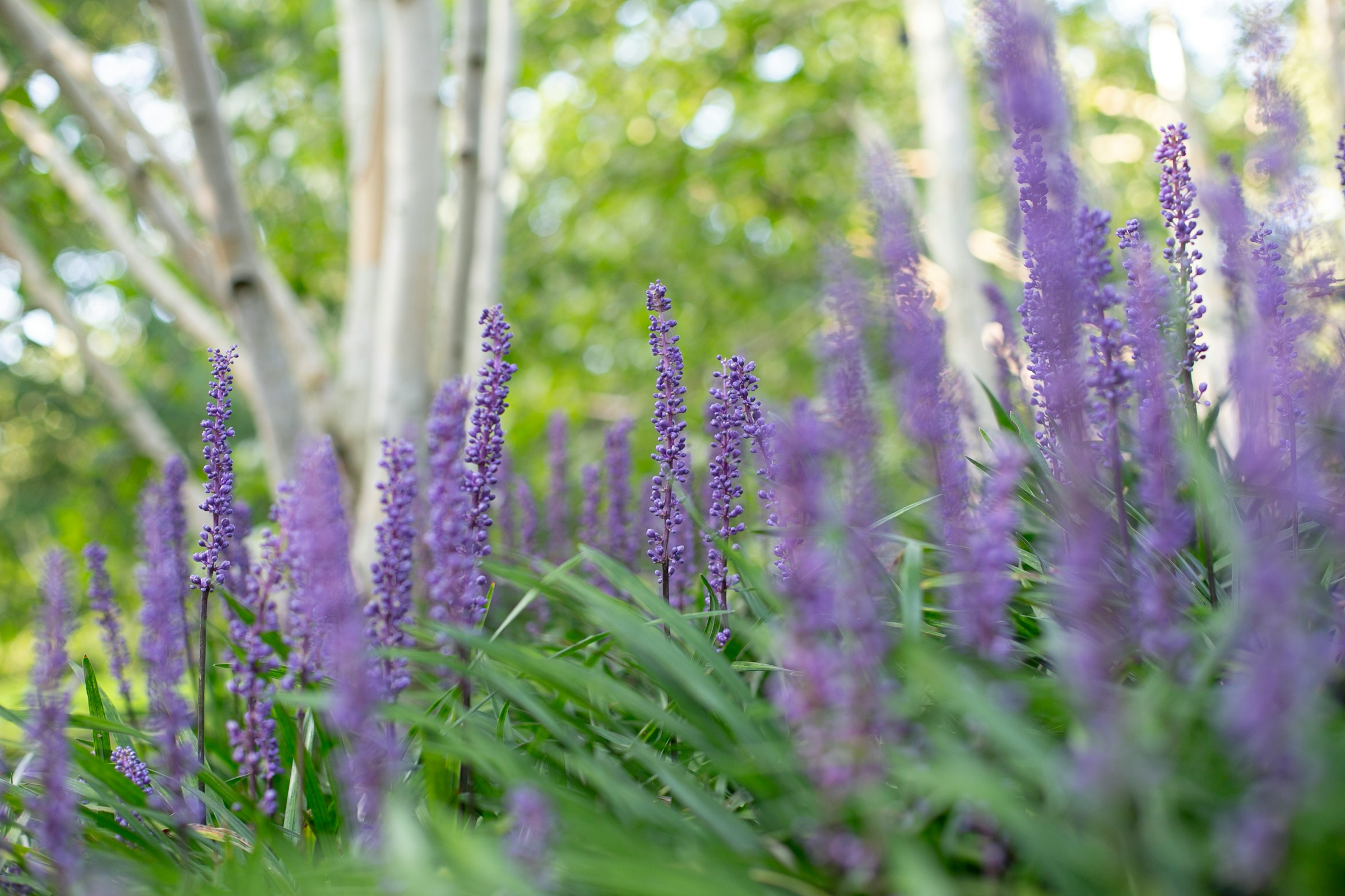 Close-up of a showy ornamental flowering plant