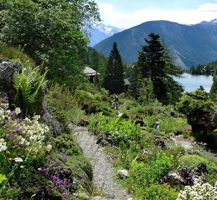 Alpine footpath through wildflowers at Flore-Alpe, Champex-Lac, with mountains and a lake in the background.