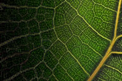 Close-up of a green leaf showing its network of veins.
